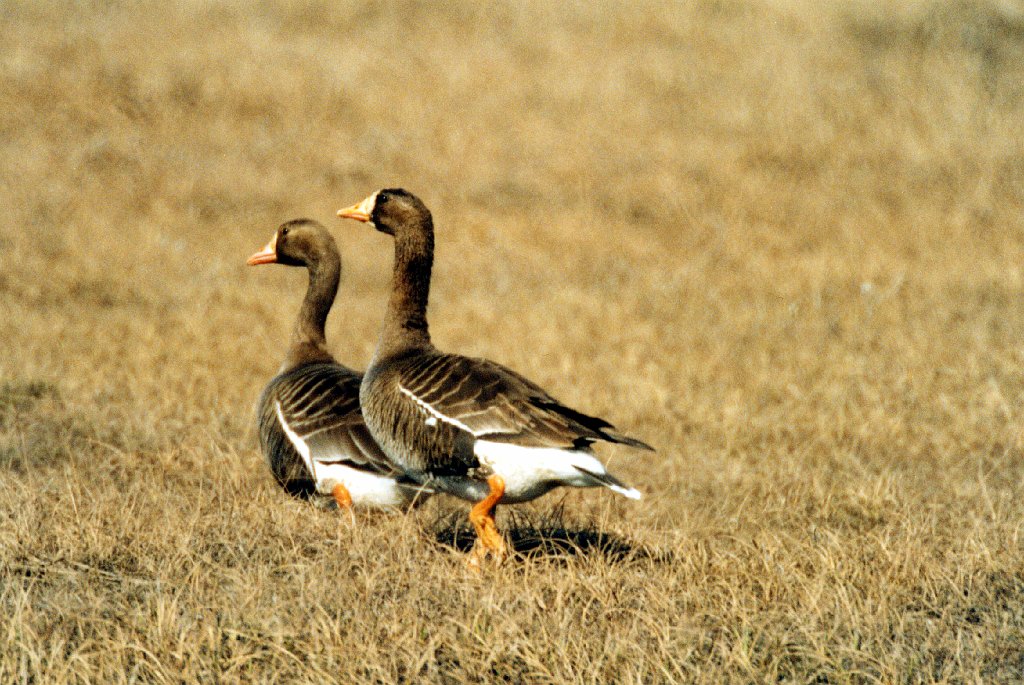 Goose, Greater white-fronted, Deadhorse, AK, 1999-06, B07P47I02.jpg - Greater White-fronted Goose